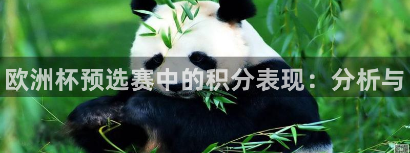 2026葡萄牙杯赛程表：欧洲杯预选赛中的积分表现：分析与